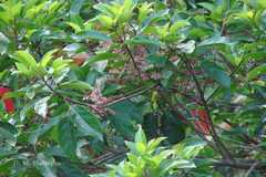 Elaeocarpus glandulosus